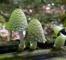 There being very little flesh you can see the gills on the lower half of the cap darkening as spores ripen. 